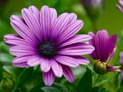 Purple flowers on a bush close-up