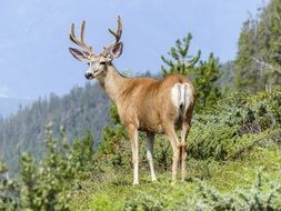 very beautiful elk wildlife