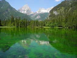 green forest by the lake