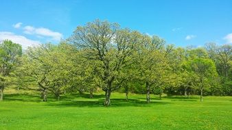 delightful green tree