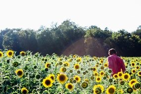man in a bright field of sunflowers