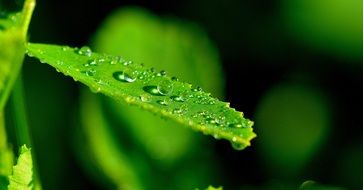 dew drops on green leaf