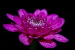 purple chrysanthemum on a black background