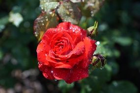 rose flower with water drops