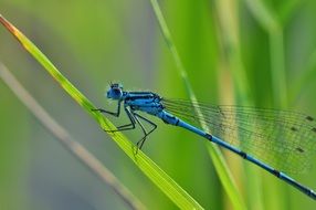 blue dragonfly on a thin leaf of a plant