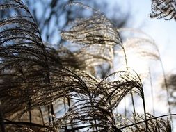 Reed in the winter on a blurred background