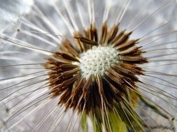 seeds on dandelion close up