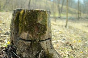 wood stump