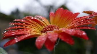 magnificent gerbera flower