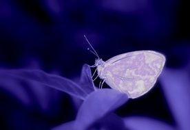 White butterfly on a purple flower in the dark