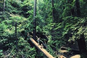 large log like a pedestrian bridge in the forest