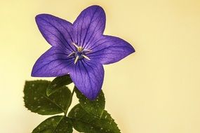 Picture of the chinese bellflower