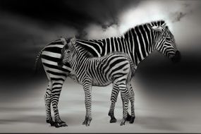 zebra with a cub