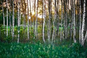 sunset in a birch forest