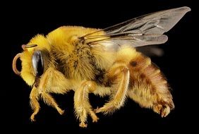 plasterer bee close up