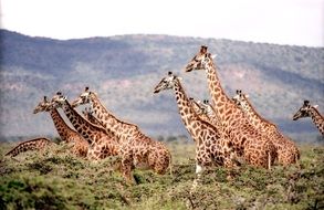 many wild giraffes in a national park in africa