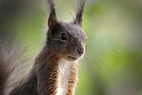 delightful squirrel