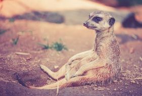 meerkat relaxing