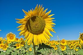 bright sunflower field