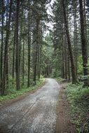 empty road in coniferous forest