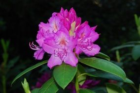 margenta rhododendron flowers