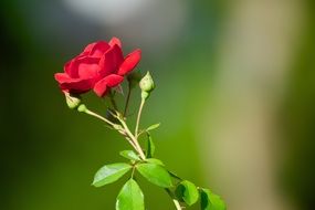 red rose bloom with buds