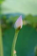 lotus bud in the pond