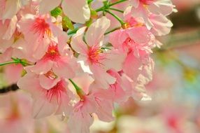 closeup photo of pink flowers on a tree in spring