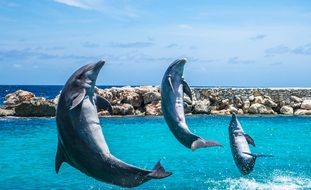 three dolphins aquarium jumping