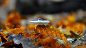 mushroom among autumn leaves