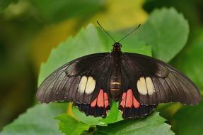 Black butterfly with colored spots on a green leaf