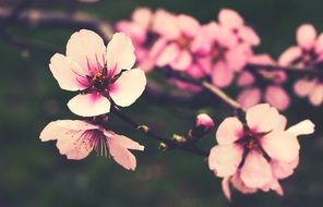 pink flowering in spring close-up