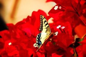 colorful butterfly on red flowers