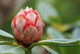 decorative rhododendron bud