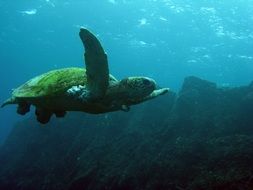 green sea turtle under water