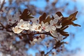 almond flowers on a branch with brown leaves on a blurred background