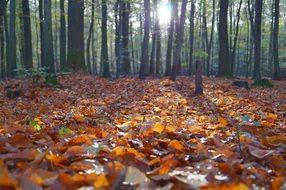 autumn leaves in the Sunny forest
