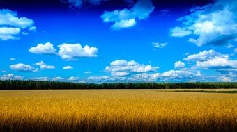 delightful nature field