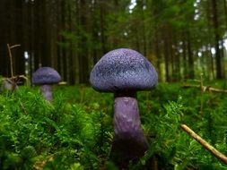 purple mushroom in green grass in the forest