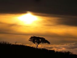 scenic evening landscape with lonely tree