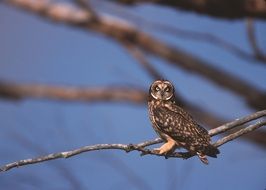 Asio flammeus or short eared owl