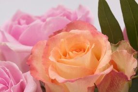 orange and pink roses, macro