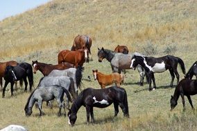 A herd of wild horses on pasture