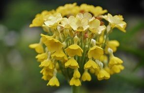 plant with yellow flowers close up