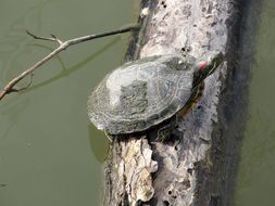 turtle on a log in the water