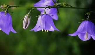 Violet flowers blossom in the summer