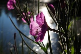 purple flower at sunset