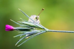 butterfly on a flower on a blurry green background