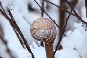 closeup photo of beautiful and delightful winter rod snow