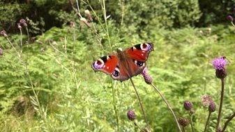 beautiful and delightful peacock butterflies